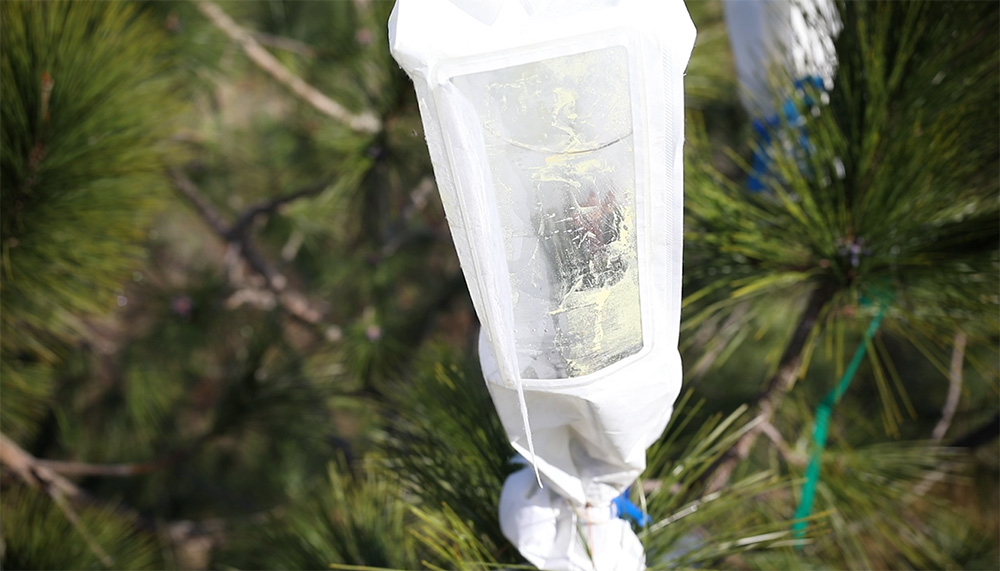 Controlled Pollination Bag