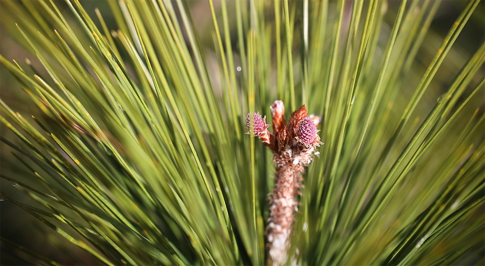 Young Pine Cone Flower