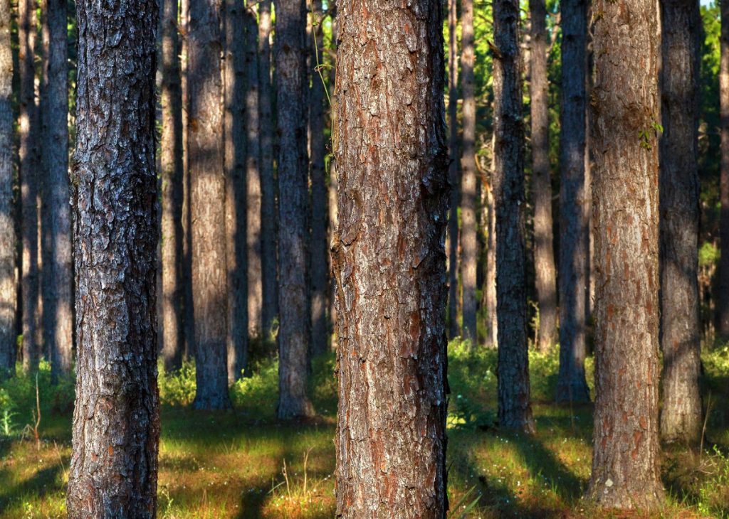 Ground-level view of pine trees in a Rayonier forest.